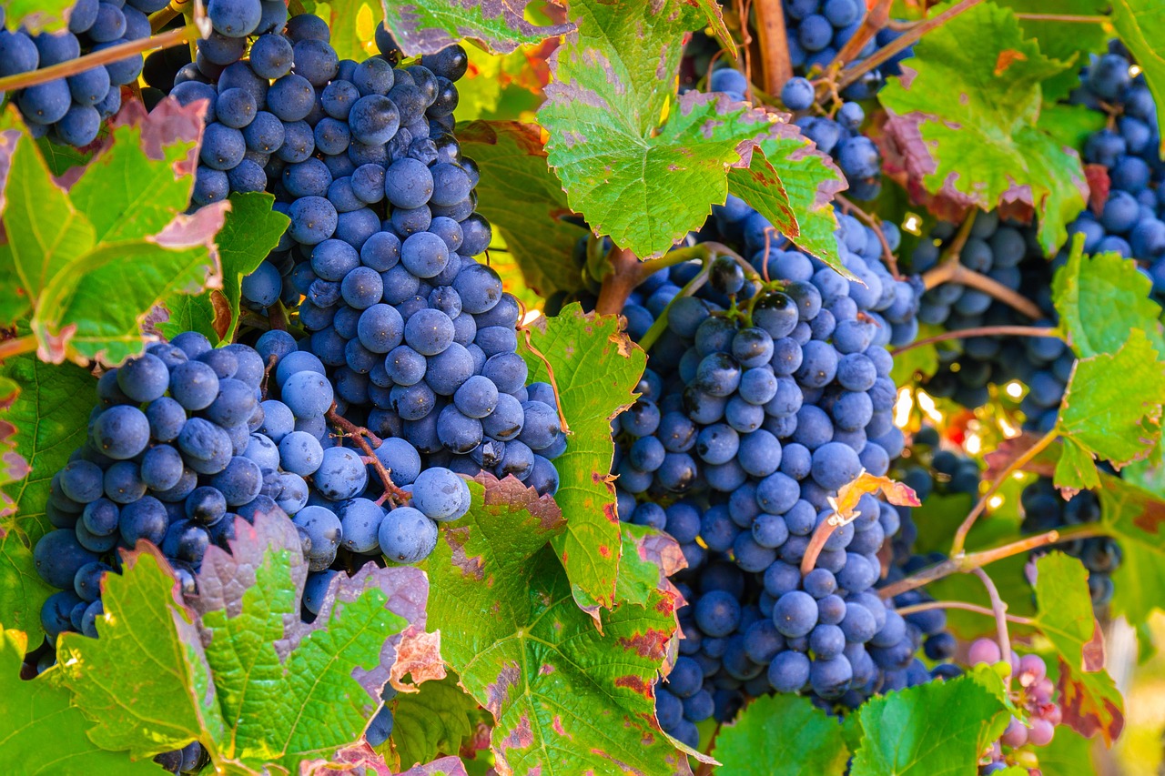 grapes, vine, grapevines-3680486.jpg