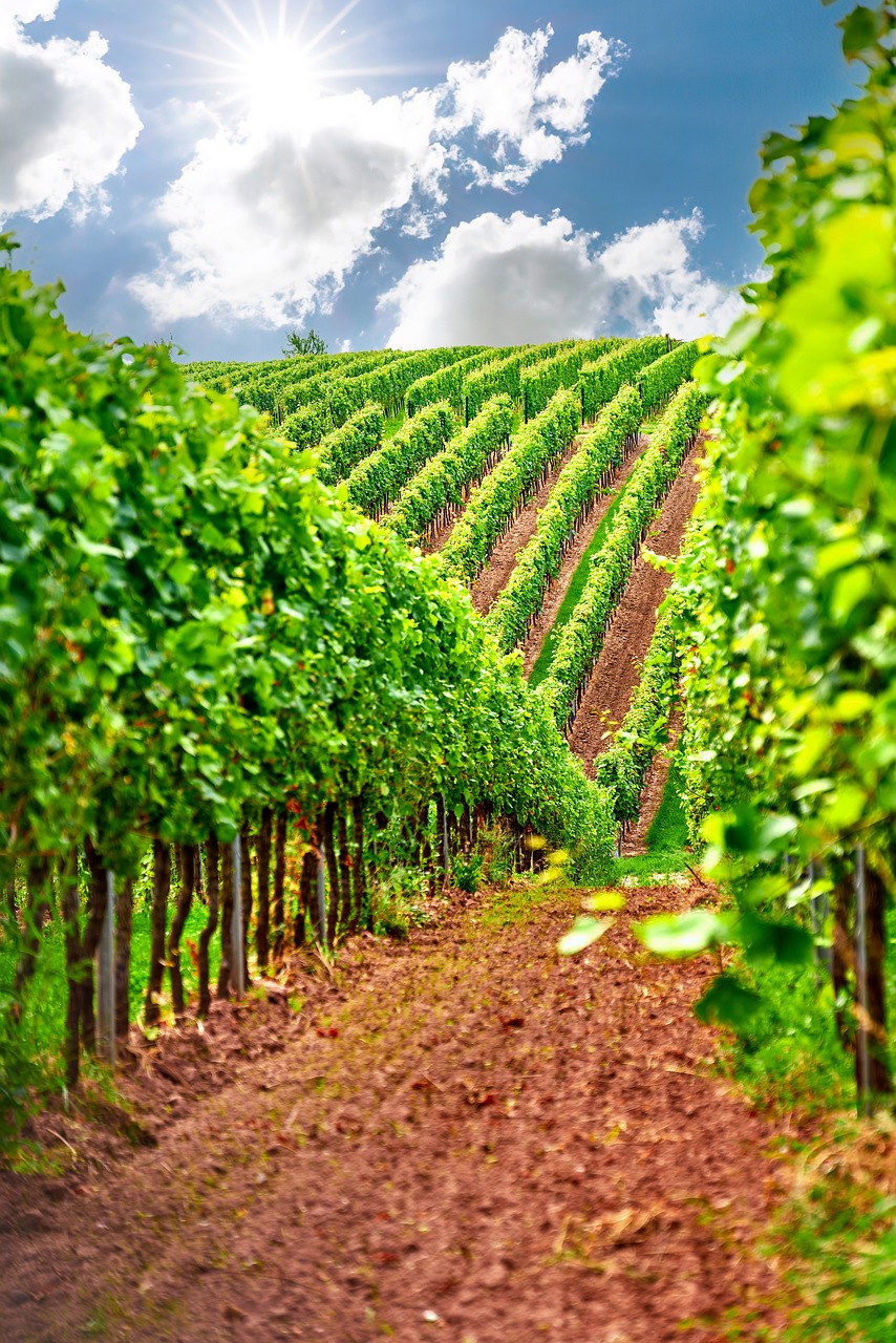Where does wine get its aromas from?